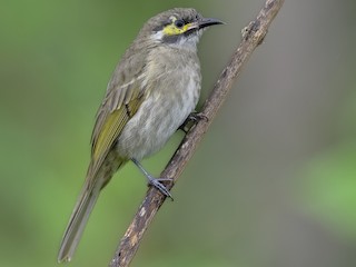  - Yellow-faced Honeyeater