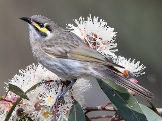  - Yellow-faced Honeyeater