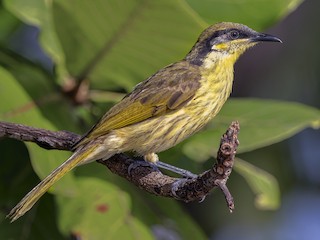  - Varied Honeyeater