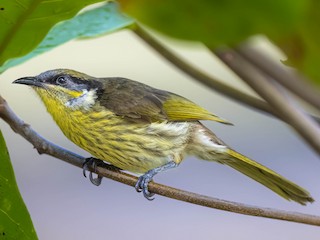  - Varied Honeyeater