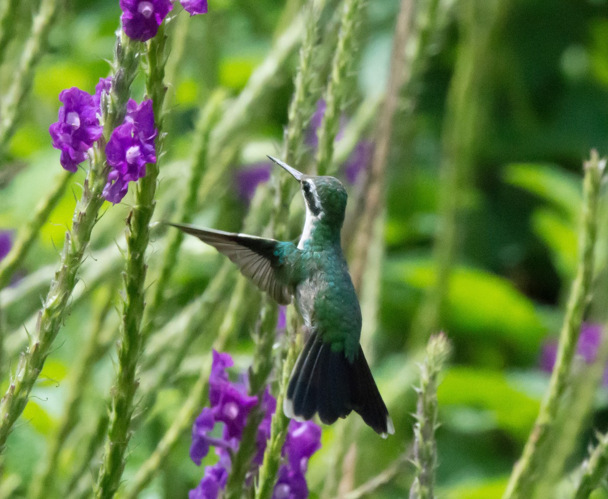 kolibřík Canivetův - ML62328131