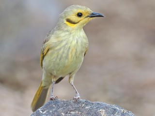 Adult - ML623281870