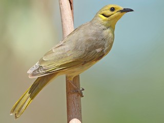 Adult - ML623281872