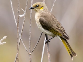 Adult - Zebedee Muller - ML623281972