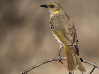 Fuscous Honeyeater - eBird