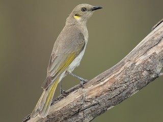 Fuscous Honeyeater - eBird
