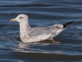 セグロカモメ - eBird