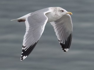 Nonbreeding adult - Graham Gerdeman - ML623286212