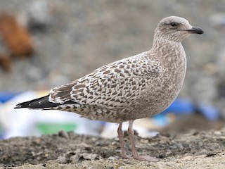 Juvenile - Julio Mulero - ML623286213