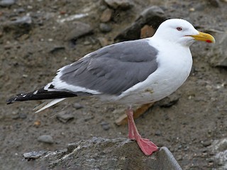 Breeding adult - Ian Davies - ML623286214