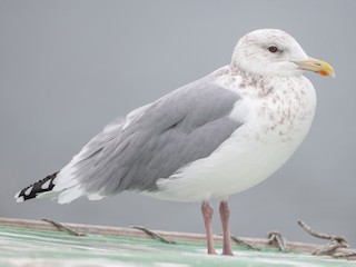 Vega Gull - eBird
