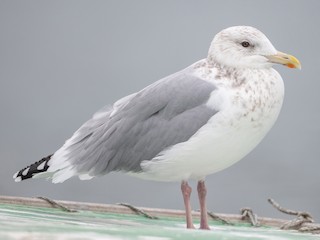 Nonbreeding adult - Graham Gerdeman - ML623286215