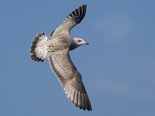 セグロカモメ - eBird