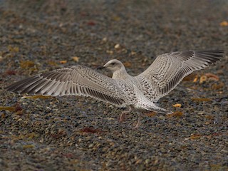 Juvenile - Cory Gregory - ML623286219