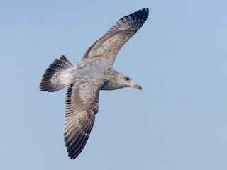セグロカモメ - eBird