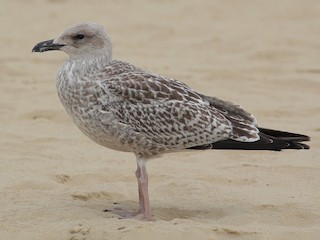 Juvenile - Adrien Mauss - ML623287373