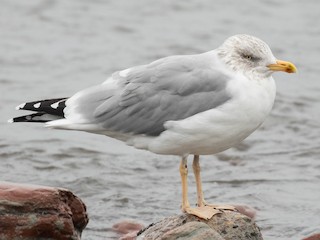 Nonbreeding adult - Leo Damrow - ML623287375