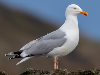 ヨーロッパセグロカモメ - eBird