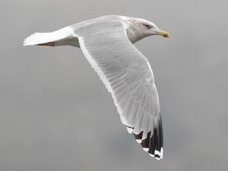 Nonbreeding adult - Chrisostomos Bairaktaris - ML623287527