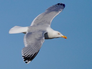 Breeding adult - Alberto Cruz - ML623287528