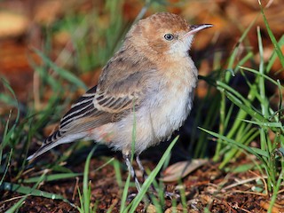 Female/immature - Rufus Wareham - ML623291693