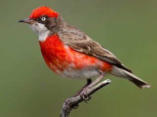 Breeding male - Zebedee Muller - ML623291694