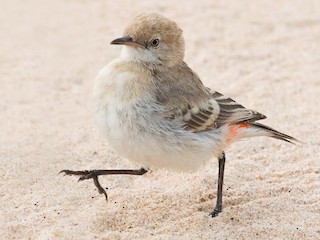 Female/immature - David Irving - ML623291695