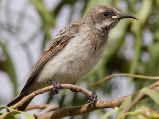 Juvenile - Andreas Heikaus - ML623291950