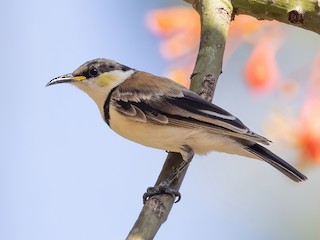Banded Honeyeater - eBird