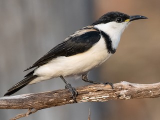 Nonbreeding adult - Simon Colenutt - ML623292448