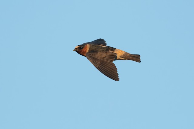 Cliff Swallow