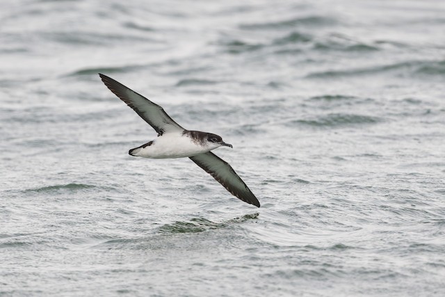 Manx Shearwater