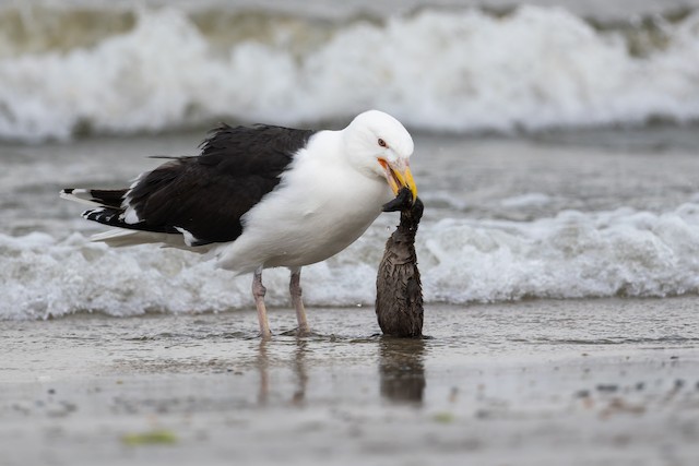 Great Black-backed Gull