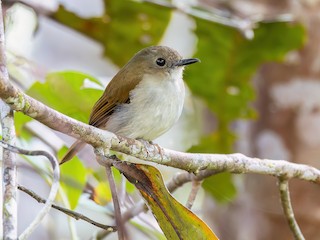  - Crocker Jungle Flycatcher