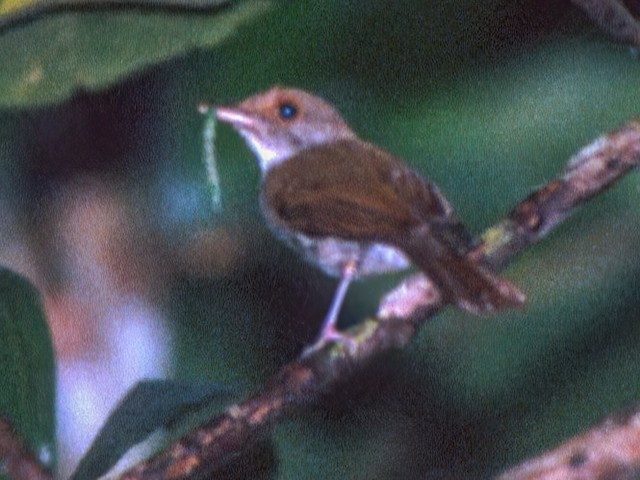  - Sulu Jungle Flycatcher - 