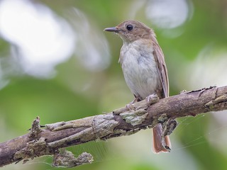  - Philippine Jungle Flycatcher