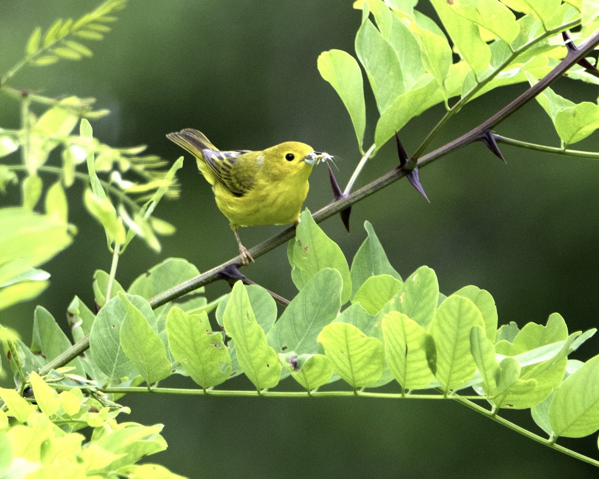 Yellow Warbler - Marianne Taylor