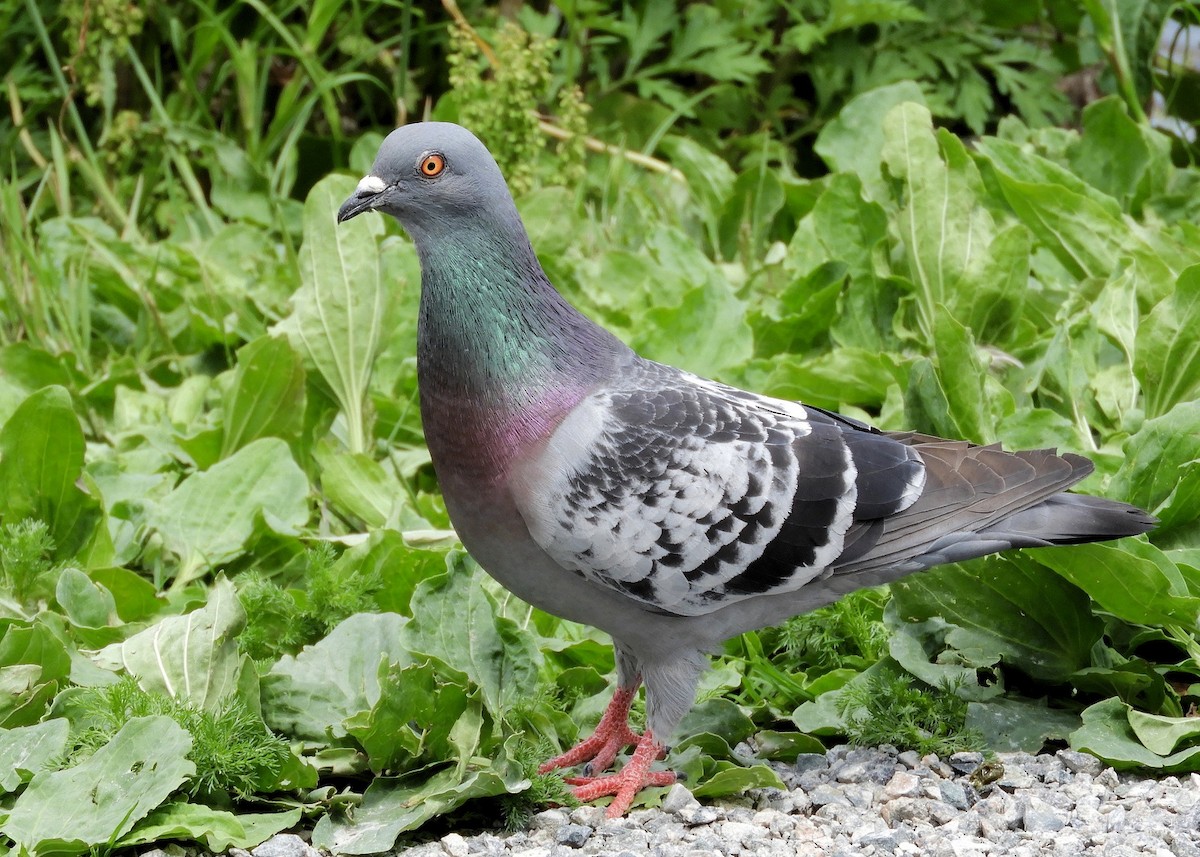Rock Pigeon (Feral Pigeon) - ML62331821