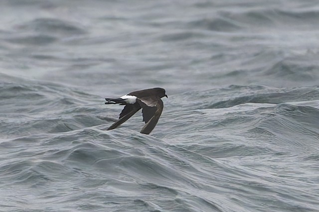 Wilson's Storm-Petrel