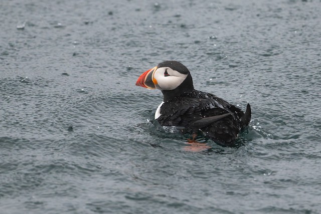 Atlantic Puffin