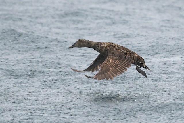 Common Eider