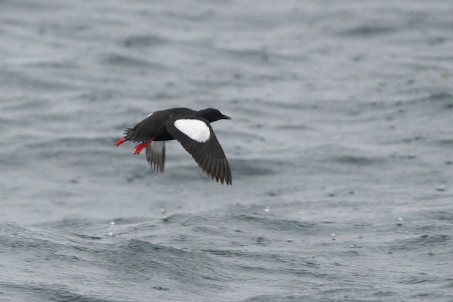 Black Guillemot