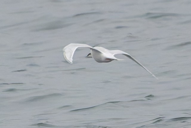 Roseate Tern