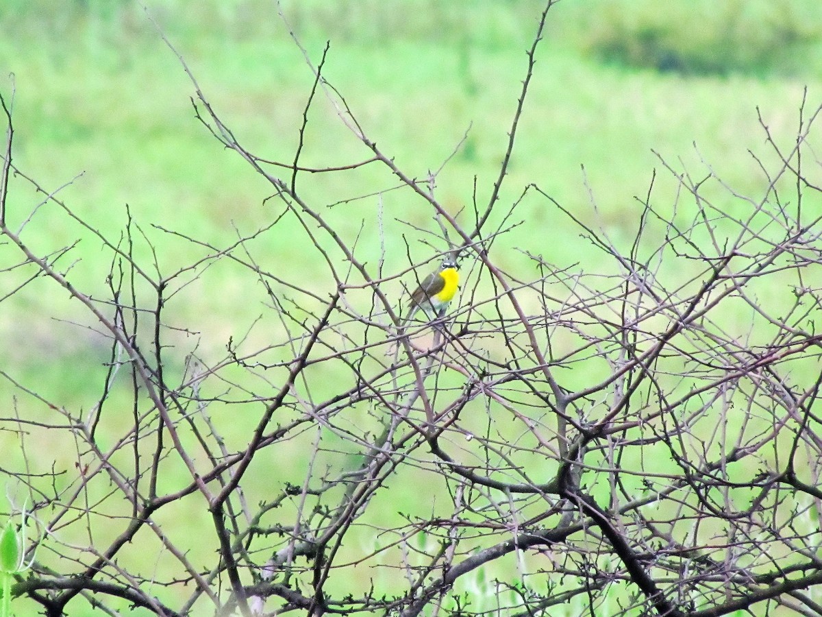 Yellow-breasted Chat - ML62333131