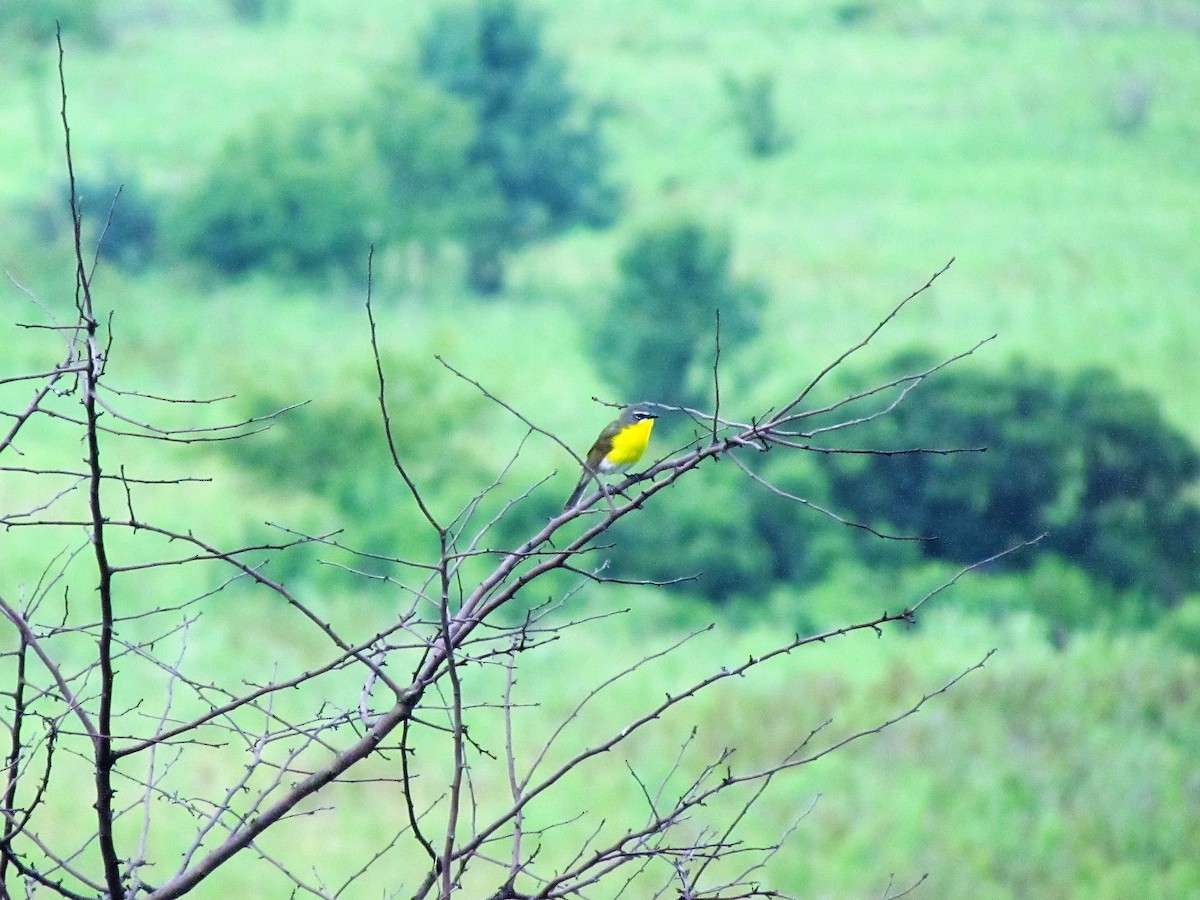 Yellow-breasted Chat - ML62333331