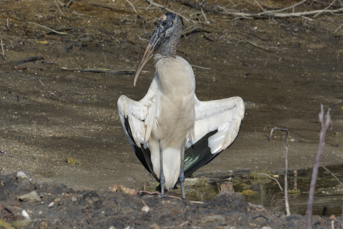 Wood Stork - Kevin Dailey