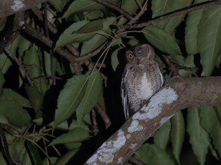  - Wallace's Scops-Owl