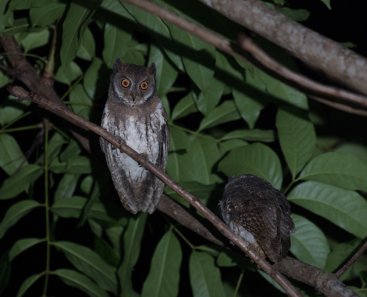 Moluccan Scops-Owl - Ross Gallardy