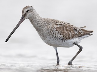 Nonbreeding adult - Martin Allen - ML623356960