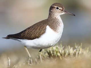 Common Sandpiper - eBird